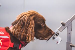 Medical Detection Dogs