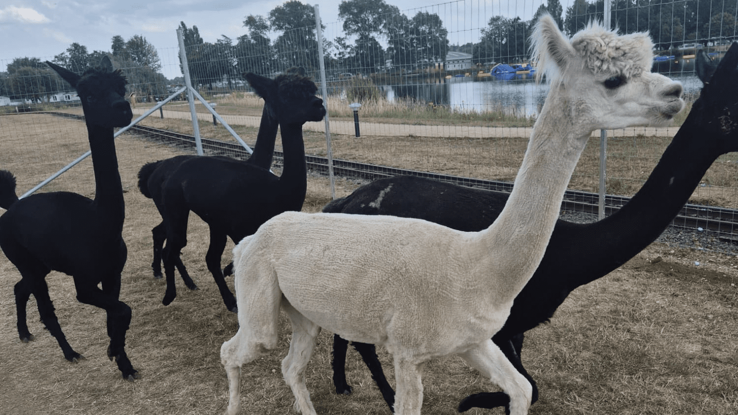 New alpaca experience now open to visitors