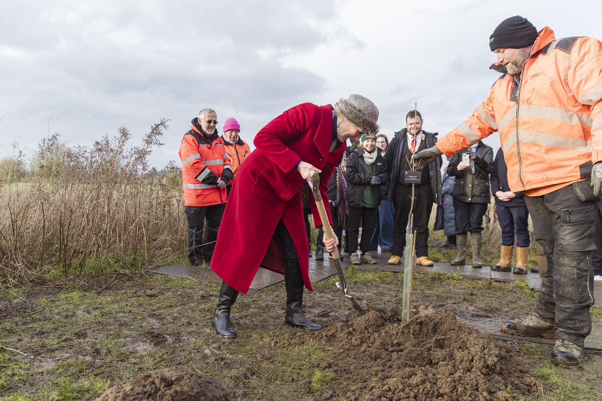 Tree of Hope from Sycamore Gap planted in Milton Keynes!
