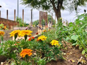 Castle Park planter - Northampton Town Centre BID